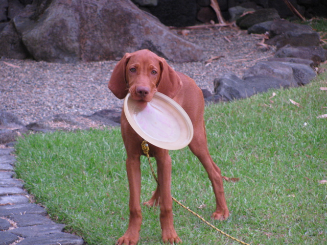 Frisbee